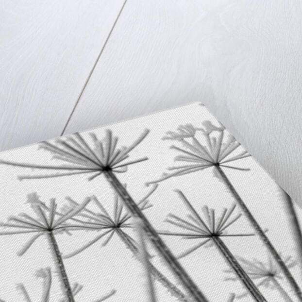 Frosty cow parsley by Assaf Frank